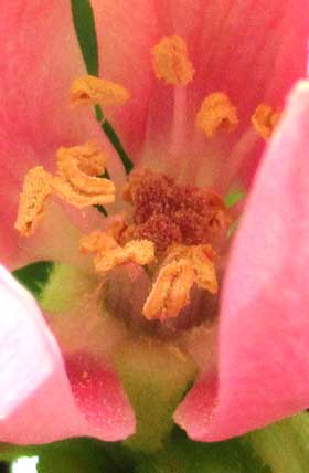 カリンの雌しべと雄しべ