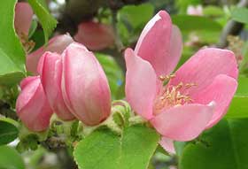 カリンの膨らみかけた蕾と開きかけの花