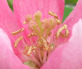 花粉を出すカリンの花