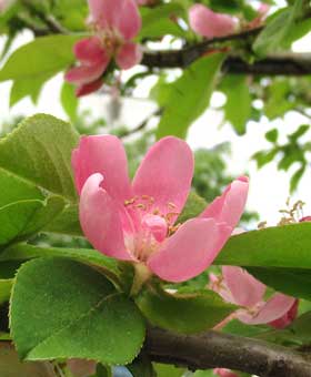 美しく咲くカリンの花