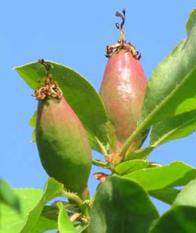 小さいながらきれいな実がつき始めたカリン