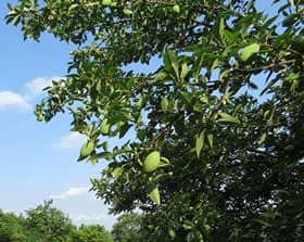 たわわに実って重くなって下をむき出したカリンの実