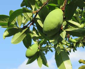 たわわに実って重くなって下を向き出したカリンの実 拡大