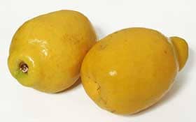 黄色く熟したきれいなカリンの実