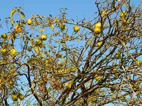 初冬の頃、木に大量に残るカリンの実