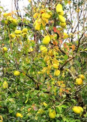 黄色になった実がたくさんなっているカリン