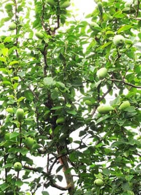 たくさん実るカリンの青い実