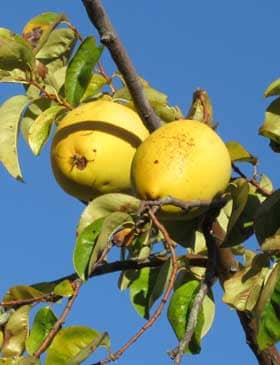 黄色く色づいてきたカリンの実