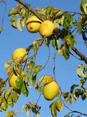 11月に黄色く色づいたカリンの実