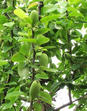 上向きに青い実がついているカリン