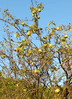 11月にたくさんのカリンの実がなった木