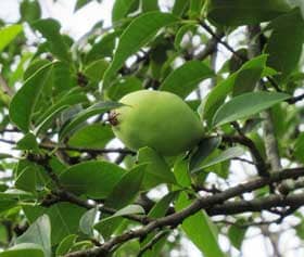 7月下旬の大きくなってきたカリンの青い果実