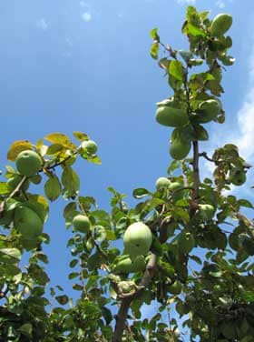 9月たわわに実る大きくなったカリンの実