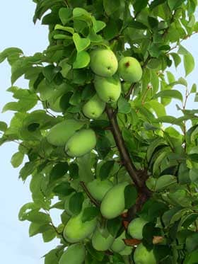 9月たわわに実る大きくなったカリンの実