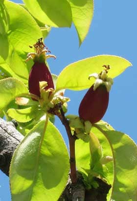 膨らみ始めた子房に花の形跡が残るカリンの実