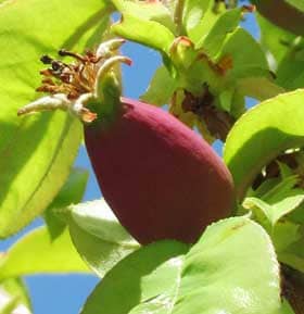 陽に当たって赤くなった小さな実に花の形跡が残るカリンの実