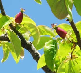 赤くて小さなきれいな実をつけ始めたカリン