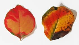 きれいなカリンの紅葉