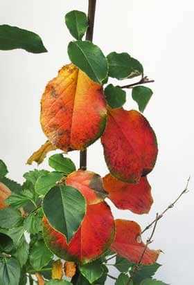 きれいに黄葉シたカリンの木