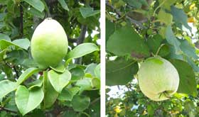 木になるカリンとマルメロ