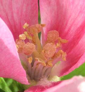 カリンの花姿の雄しべと雌しべ