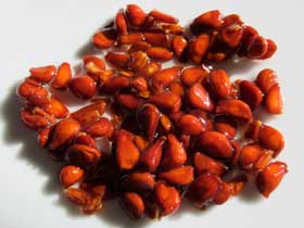 アルコールに浸して朱色になったカリンの種子