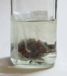 カリンの種子をお茶パックに詰めて日本酒に浸しているところ