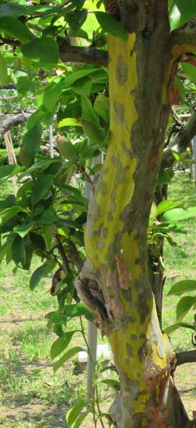 キリンのようなカリンの幹肌