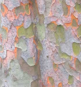 美しいカリンの幹肌