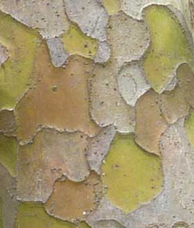 美しいカリンの幹肌