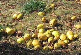 大量に落ちて、芳香を立ち上らせている黄色いカリンの実