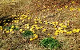 大量に落ちて、良い香りを漂わせている黄色いカリンの実