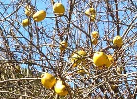 カリンの実がなった木