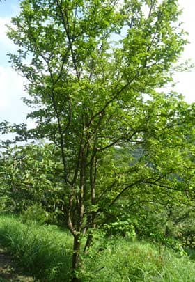 初夏実のならないカリンの木