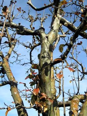 紅葉するカリンの木