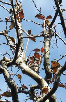 紅葉した冬のカリンの木