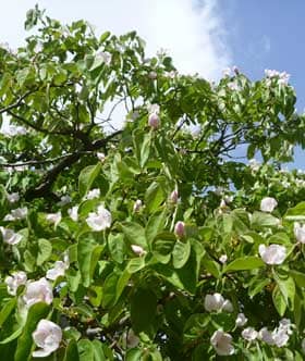 マルメロの花盛り