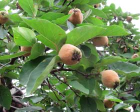 7月上旬のマルメロ