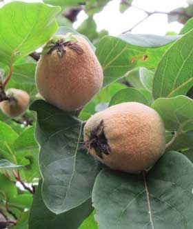 ふかふかとしたマルメロの実