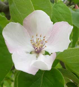 可憐なマルメロの花