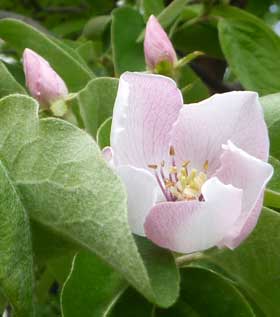 開きかけのマルメロの花