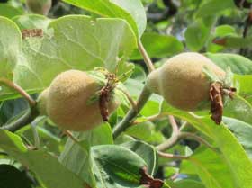 初夏のマルメロ