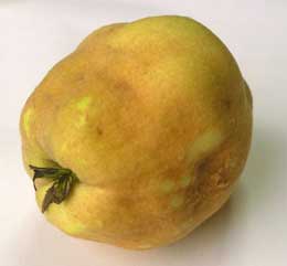 マルメロの実の産毛