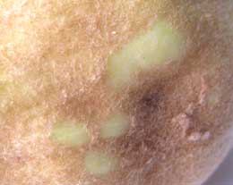 マルメロの実の産毛 拡大