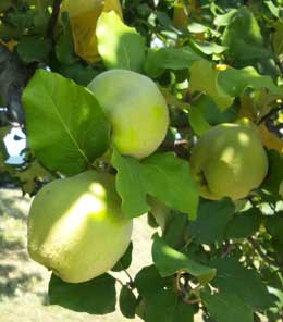 初秋のマルメロのなる木