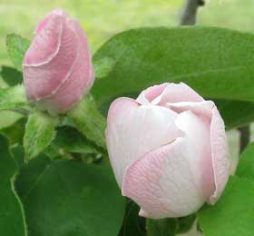 マルメロの蕾と膨らんだ蕾