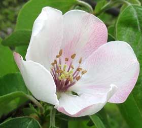 開きかけたマルメロの蕾開きかけ