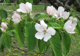 きれいなマルメロの花