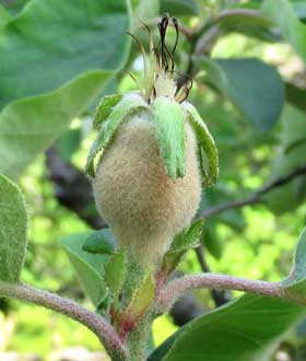 全体に白い産毛がついている初夏のマルメロの実