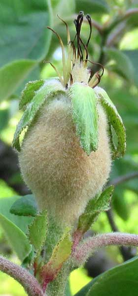 全体に白い産毛がついている初夏のマルメロ 拡大